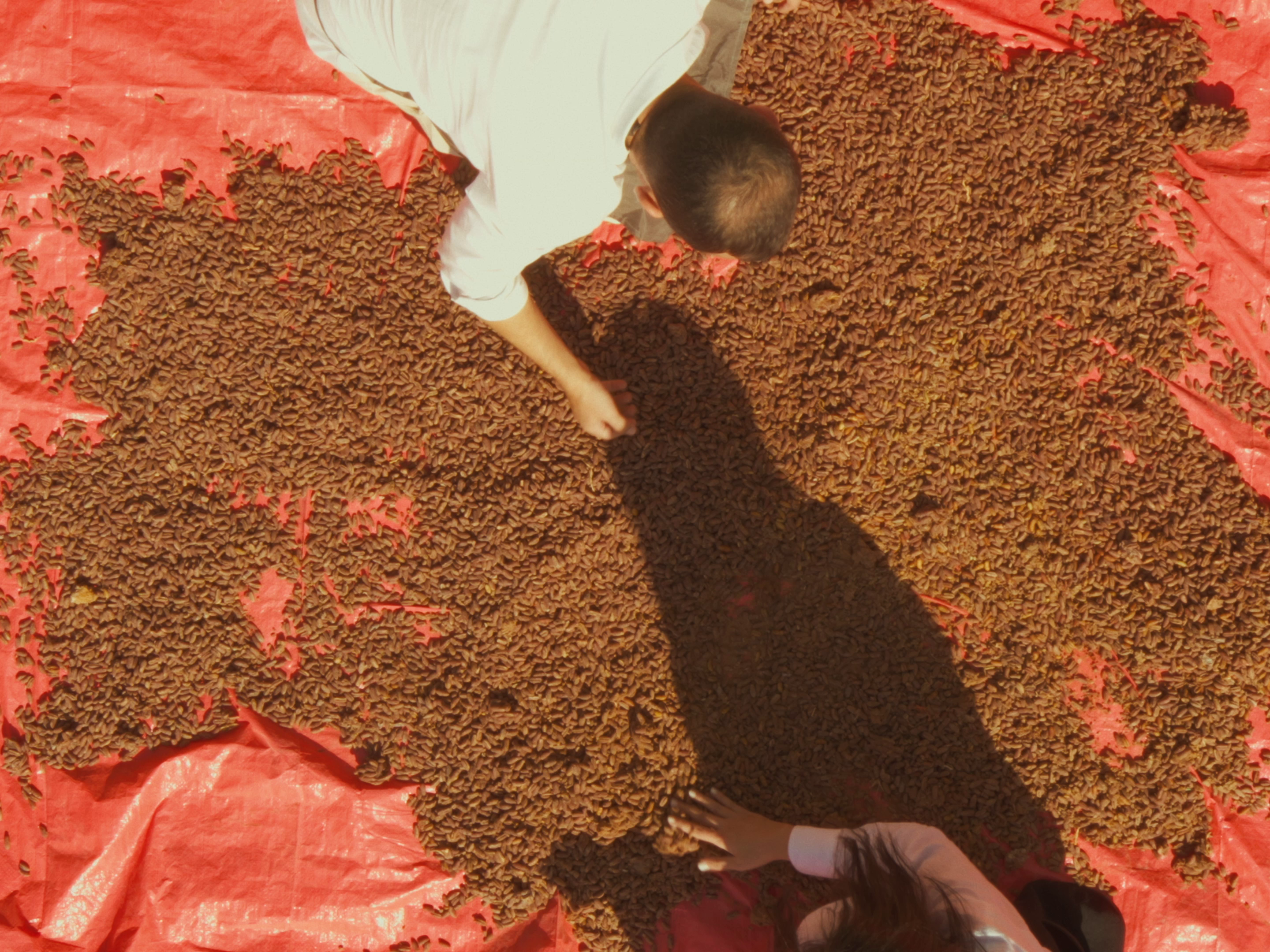 Aerial shot of Sara and Khaled laying and sorting date seeds to air dry.